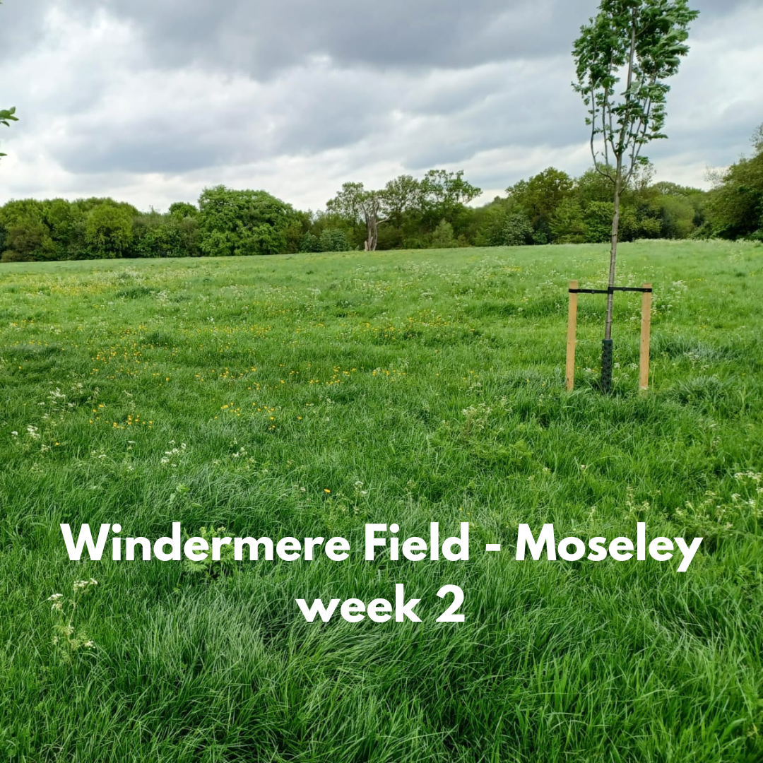 Windermere Fields week2